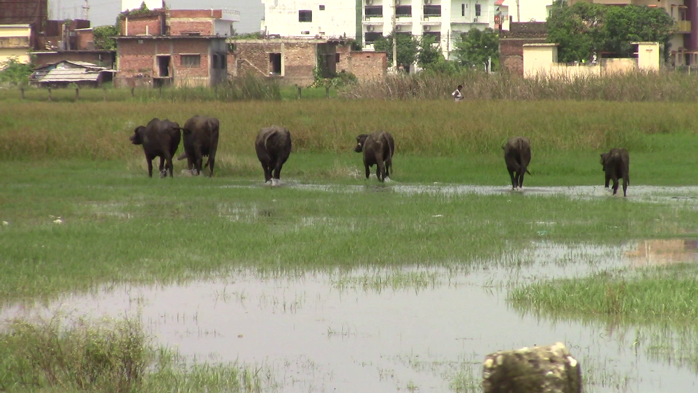 आईसीपी बन्नुपर्ने जग्गामा गाईभैँसी चर्छन्, अर्थमन्त्री फेरि अर्कै याेजना घाेषणा गर्छन्